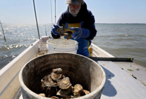 Tommy sorts through oysters from his beds on the York River