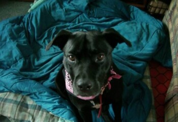 Oyster Dog's Sidekick