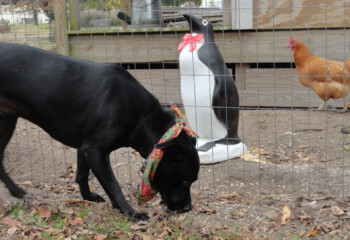 Penguin, Bailey and Yogurt