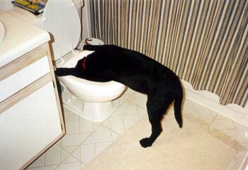 Never let your dog drink a beer